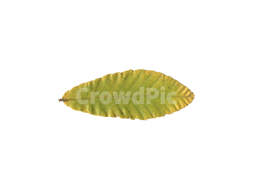 단풍잎,나뭇잎,잎,낙엽,식물,autumn,leaf,leaves,maple,fall,plant,가을,계절,fall,autumn,season