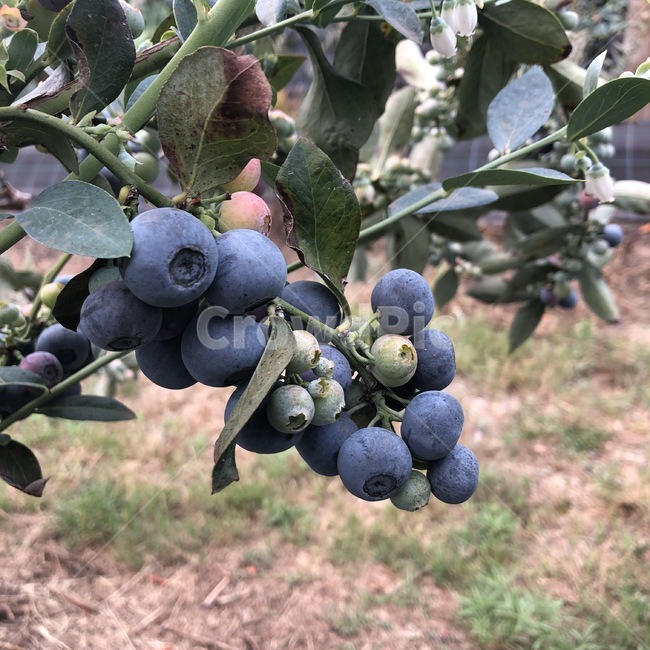 plant,식물,fruit,과일,food,음식,블루베리,blueberry