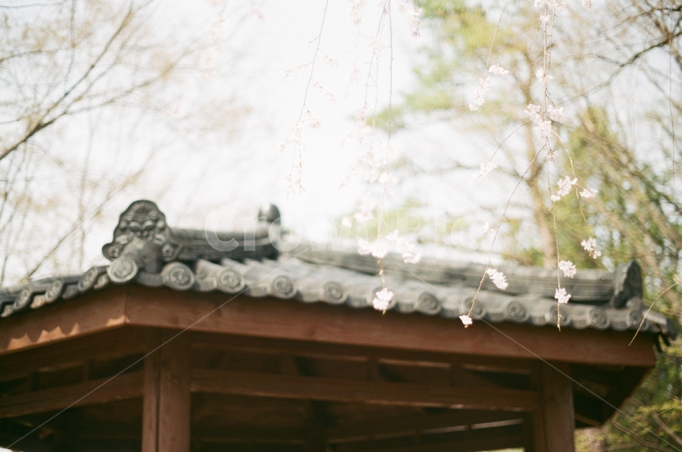 풍경,벚꽃,정자,나무,기와장,봄,봄,계절,spring,season,한국전통,한국문화,korean traditional,korean culture,식물,자연,plants,nature,꽃,flower,감성,sensible,feeling,건축물,건물외관,exterior,building,structure,architecture,construction,roof,지붕
