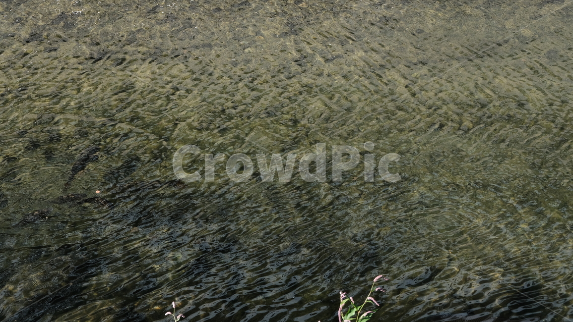river water,Moss,River,river bed,floor,clear water,wave