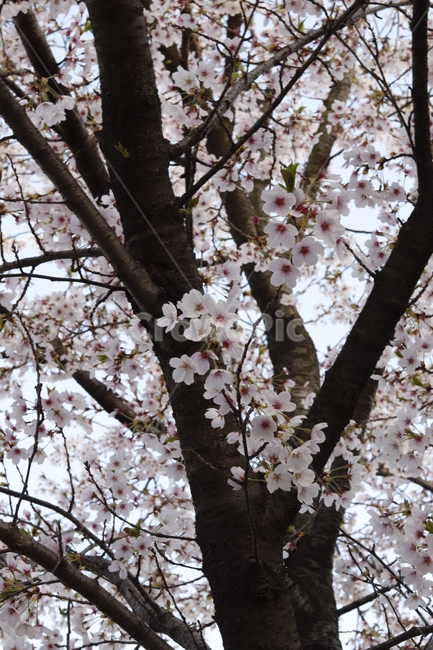 벚나무,벚꽃,봄,분홍빛,분홍,feeling,color,coloroffeeling,cherryblossoms