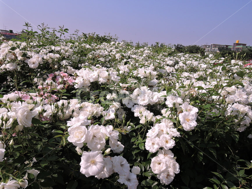 장미,장미원,장미꽃,flower,rose,꽃,식물,화원,장미공원,공원,식물,자연,plants,nature,꽃,flower