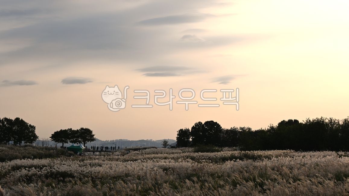 억새,억새밭,갈대밭,가을풍경,해질녘,노을,석양,일몰,하늘,구름,자연,풍경,산책,들판,초원,가을,한국의가을,힐링,평화로운,감성풍경,서정적,목가적,silvergrass,reedfield,pampasgrass,autumnscenery,sunset,dusk,twilight,eveningglow,sky,clouds,nature,landscape,walking,meadow,prairie,autumn