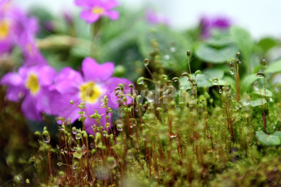 식물,꽃,감성사진,자연,flower,꽃사진,봄,봄꽃,계절,빗방울,비,감성,4월,spring,힐링,자연풍경,풍경,식물,자연,plants,nature,꽃,flower