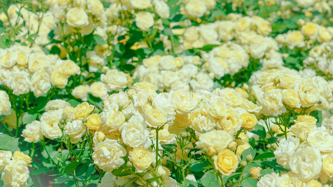장미,노란장미,정원,꽃,꽃밭,색감,식물,자연,plants,nature,꽃,flower
