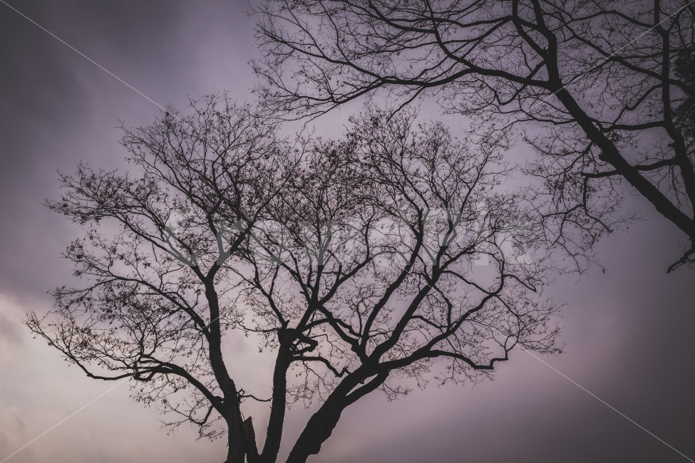 나무,양화진,겨울나무,나무사진,tree,풍경사진,landscape,식물,자연,plants,nature