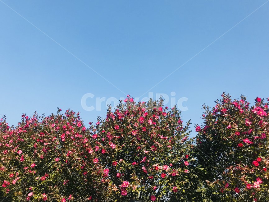 동백꽃,하늘,빨강,제주,jeju,식물,자연,plants,nature,꽃,flower