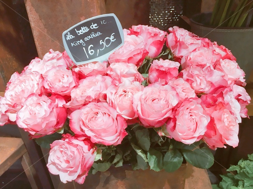 꽃,장미,핑크,핑크색장미,roses,flowers