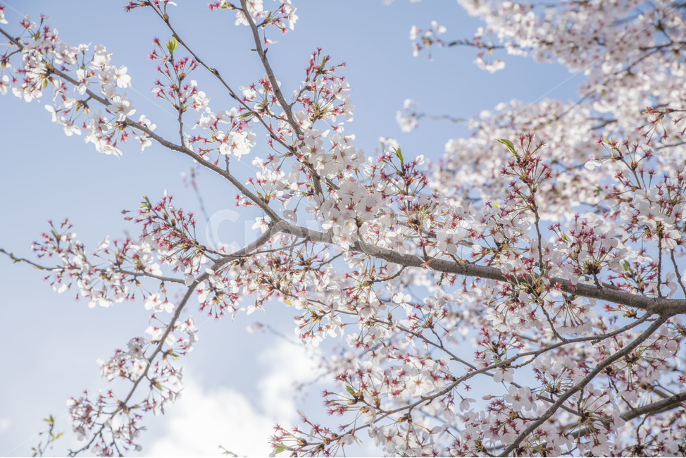 봄,봄꽃,꽃,벚꽃,꽃사진,봄,계절,spring,season,식물,자연,plants,nature,꽃,flower,plant,blossom
