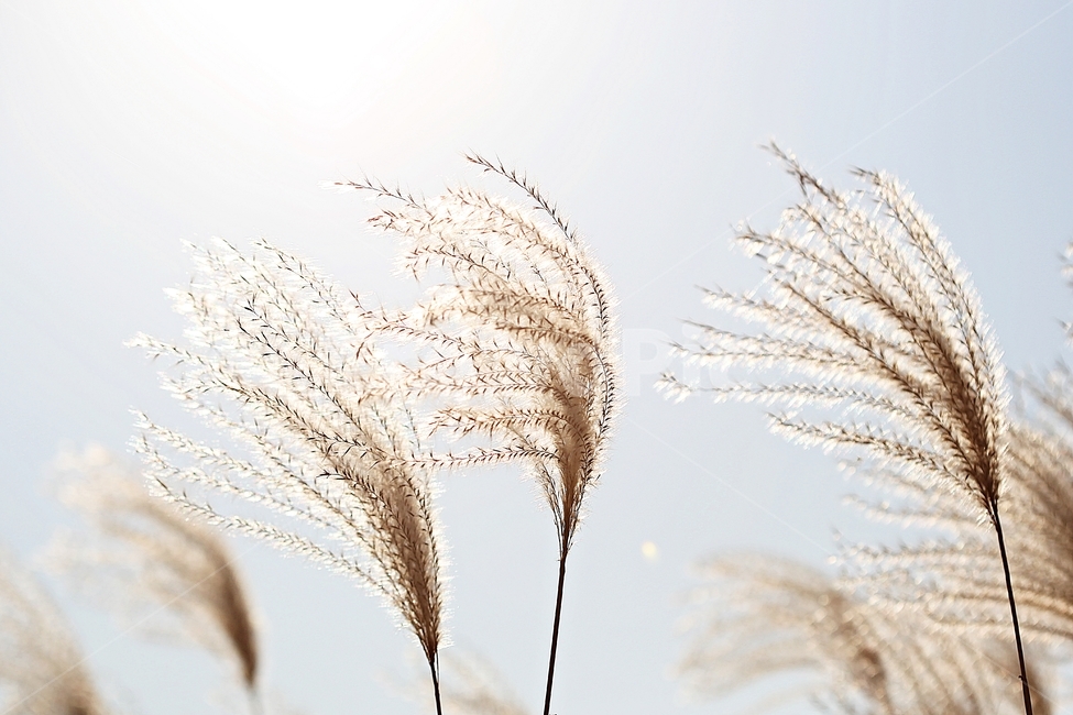 갈대,억새,풀,갈대꽃,식물,자연,공원,가을,계절,fall,autumn,season
