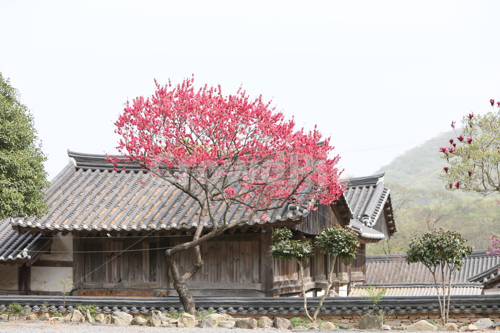 순천,선암사,만첩왕벚,겹벗꽃,벗꽃,사찰,봄,꽃,봄,계절,spring,season,한국전통,한국문화,korean traditional,korean culture,종교,신앙,religion,belief,faith,plant,식물