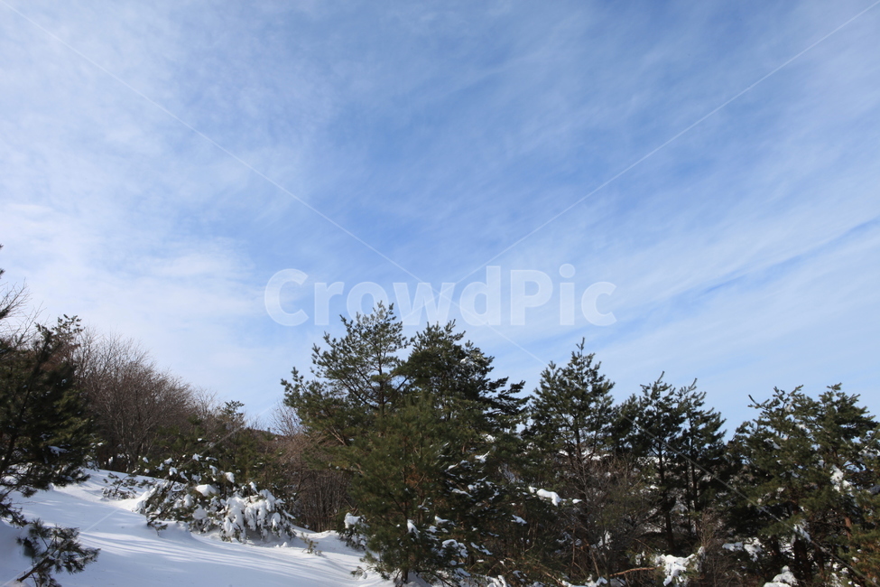 겨울,산,자연,풍경,눈,겨울,계절,winter,season,자연,풍경,nature,landscape,한국자연풍경,한국자연경관,korea nature landscape,plant,식물,tree,나무,fir,전나무,abies,아비