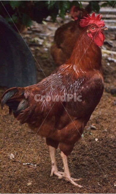 닭,수탉,가금류,조류,동물,치킨,새,animal,chicken,poultry,bird,fowl,동물,animal,조류,새,birds