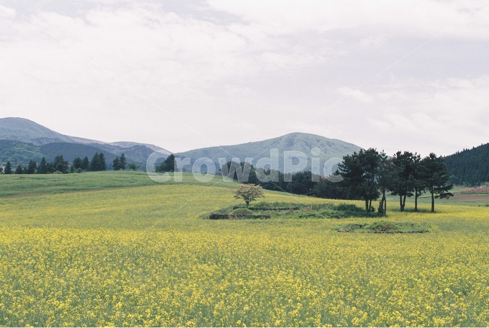 필름사진,제주,유채꽃,소나무,자연풍경,제주여행,노랑,자연,자연,풍경,nature,landscape,한국자연풍경,한국자연경관,korea nature landscape,제주도,jeju,jeju island,식물,plants,꽃,flower,grassland,목초지,outdoors,옥외,field,들