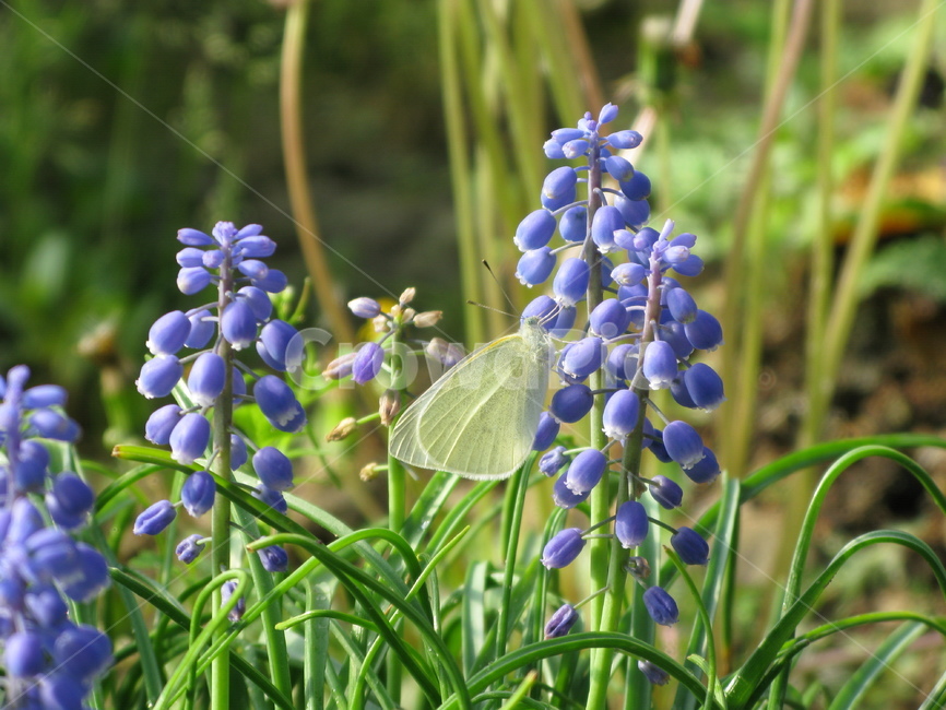 무스카리,봄,나비,꽃,근접,식물,자연,plants,nature,꽃,flower,동물,animal,곤충,벌레,insect,bug