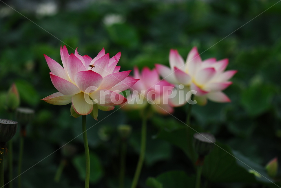 꽃,연꽃,관곡지,불교,여름,식물,자연,plants,nature,꽃,flower