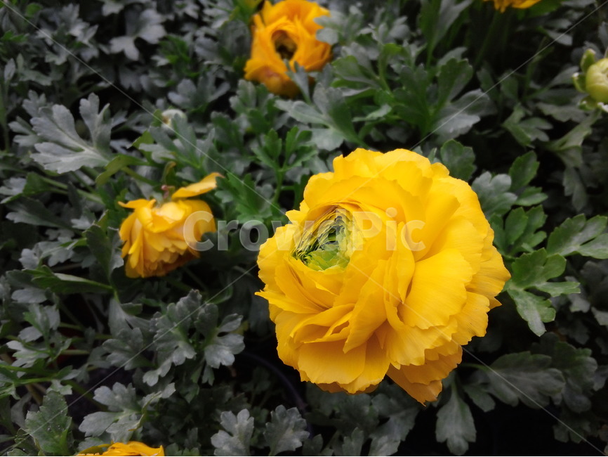 꽃,노랑색,봄,화초,원예,작물,식물,자연,plants,nature,꽃,flower