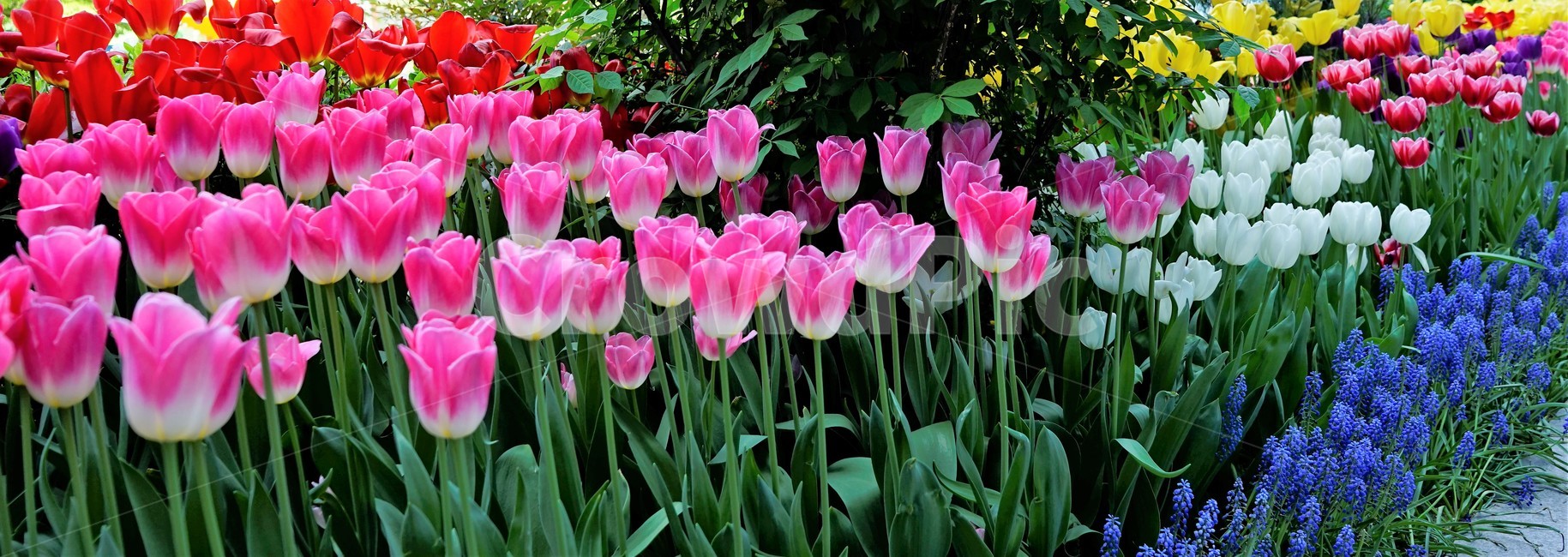튤립,봄,bloom,꽃,식물,자연,화사함,꽃향기,tulip,colorful,floral,flower,gardenflowers,happymind,life,nature,plant,spring봄,spring,식물,자연,plants,nature,꽃,flower