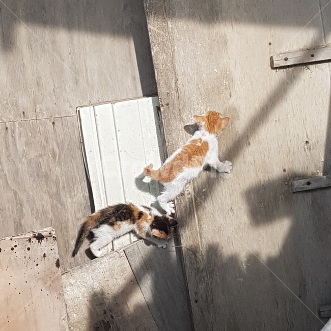 고양이,길고양이,놀이,잡기,꼬리