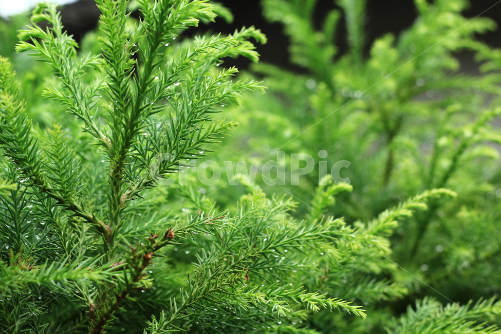 초록,풀,나무,싱그러운,배경,이슬,아침,시골,숲,식물,자연,plants,nature