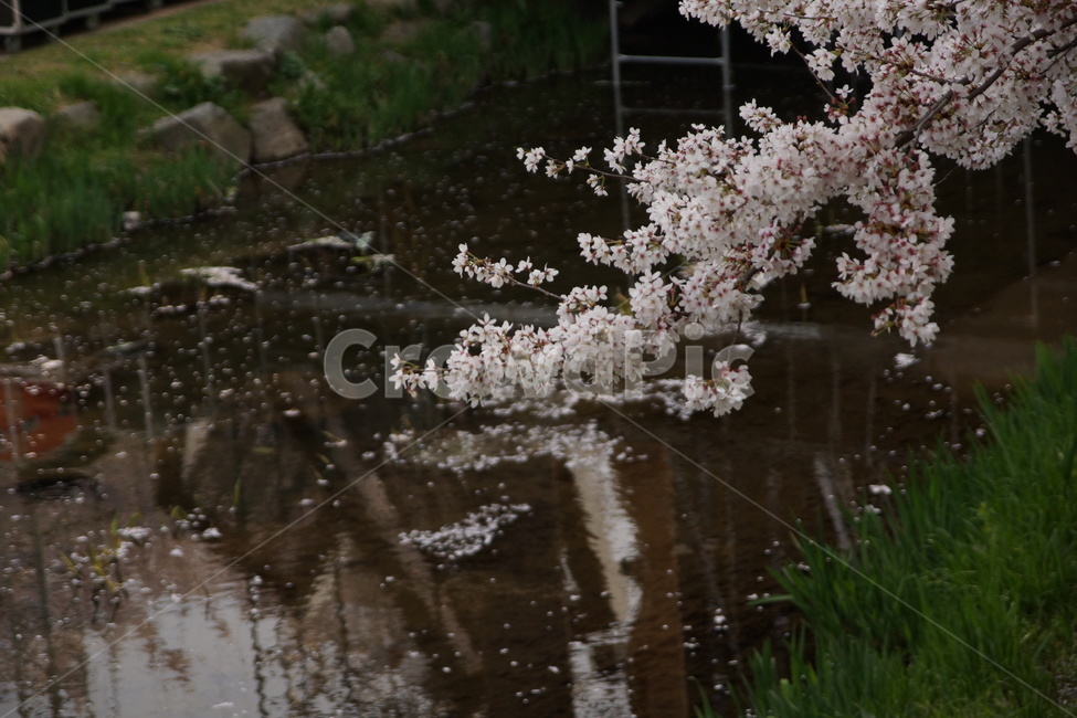 벚꽃,나무가지,물그림,꽃,봄,봄꽃,cherryblossoms,강변,봄,계절,spring,season,식물,자연,plants,nature,꽃,flower,plant,blossom