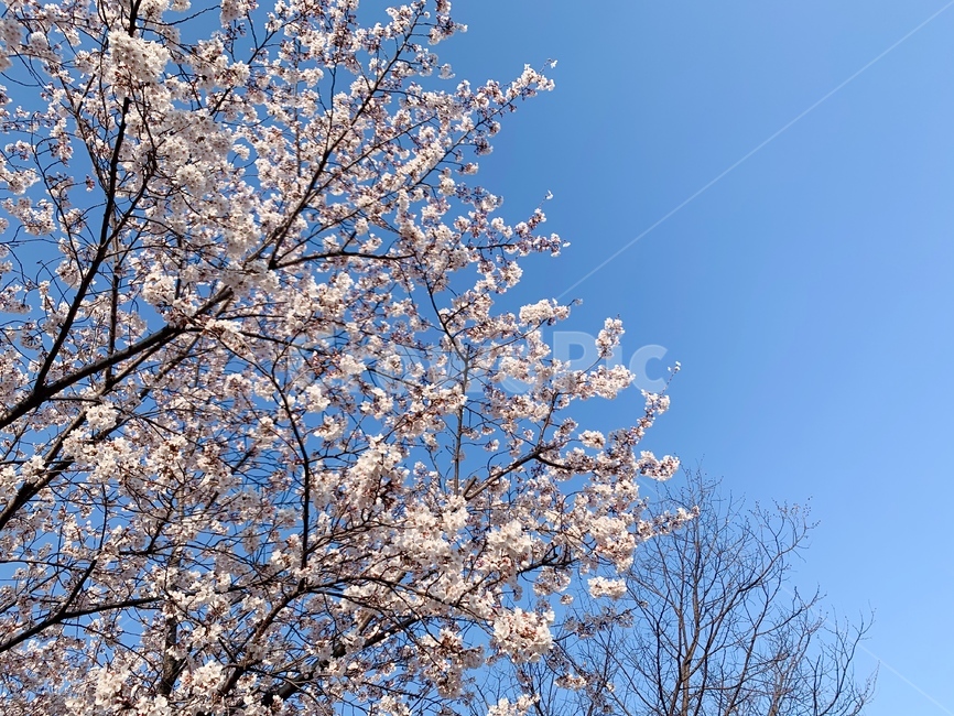 벚꽃,blossom,꽃,flower,식물,plant,봄벚꽃,봄배경화면,봄분위기,하늘,봄하늘