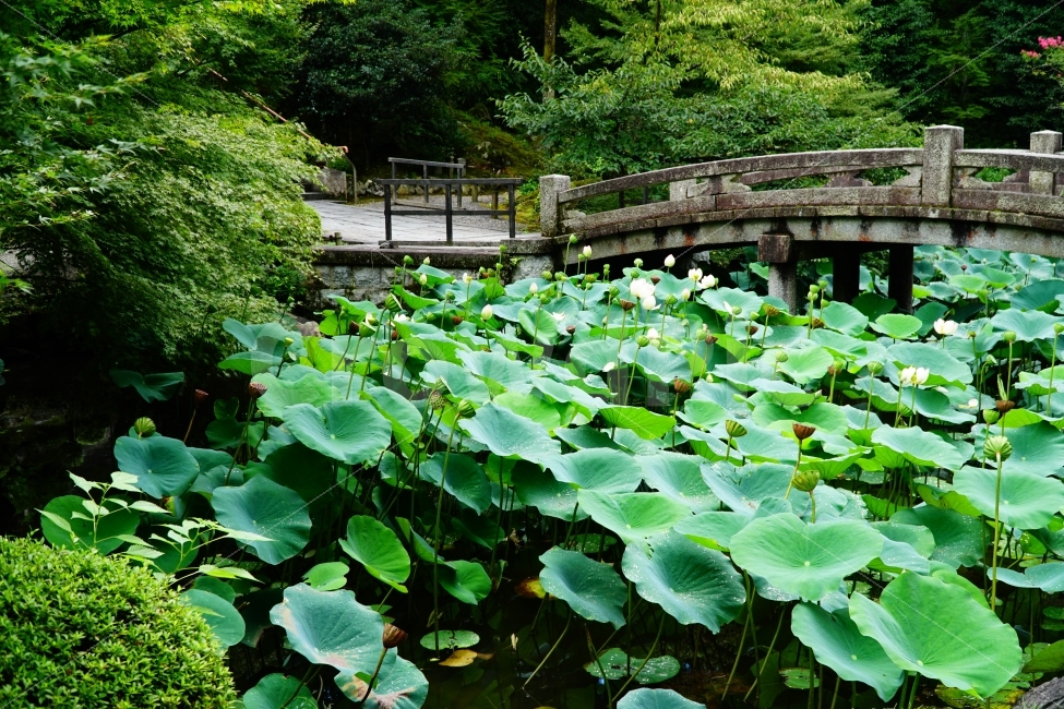 일본,일본여행,외국,외국여행,해외,해외여행,여행,교토,쿄토,kyoto,지온인,치온인,지은원,일본문화,문화,일본문화재,문화재,역사,일본유적,일본유적지,유적,유적지,유네스코세계문화유산,japan,아시아,asia,동양,일본식건축,일본역사,나무,공원,tree,자연,풍경,연못,연꽃,이파리,식물,다리,정원,일본식정원,일본정원,돌다리,감성,감성사진,힐링,힐링사진,history,히스토리,일본의자연,식물,자연,plants,nature,해외,외국,세계,foreign,oversea,world
