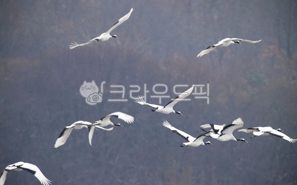 설경, 학, 철원학, 두루미, bird, 사진,이미지,일러스트,캘리그라피 - 영산공작가