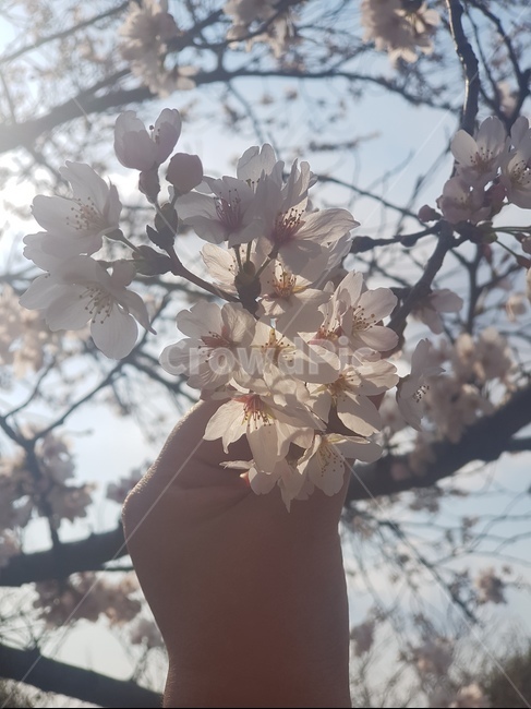 봄,벚꽃,꽃,하늘,flower,3월,봄,계절,spring,season,식물,자연,plants,nature,꽃,flower,plant,blossom,cherry blossom