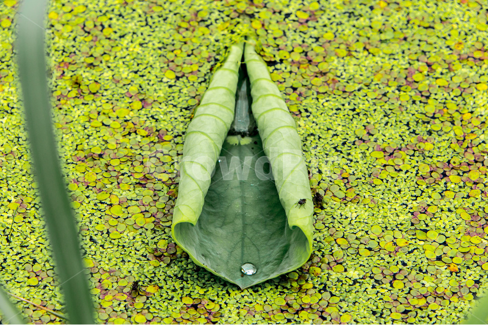 개구리밥,연잎,문양,무늬,습지,식물,자연,plants,nature