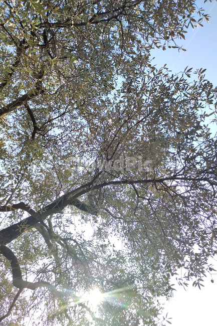 tree,나무,plant,식물,자연,nature
