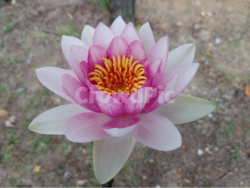 lotus,연꽃,연,자주색연꽃,indianlotus,orientallotus,속씨식물,연못연꽃,nelumbonuciferagaertner,수련과,식물,자연,plants,nature,꽃,flower