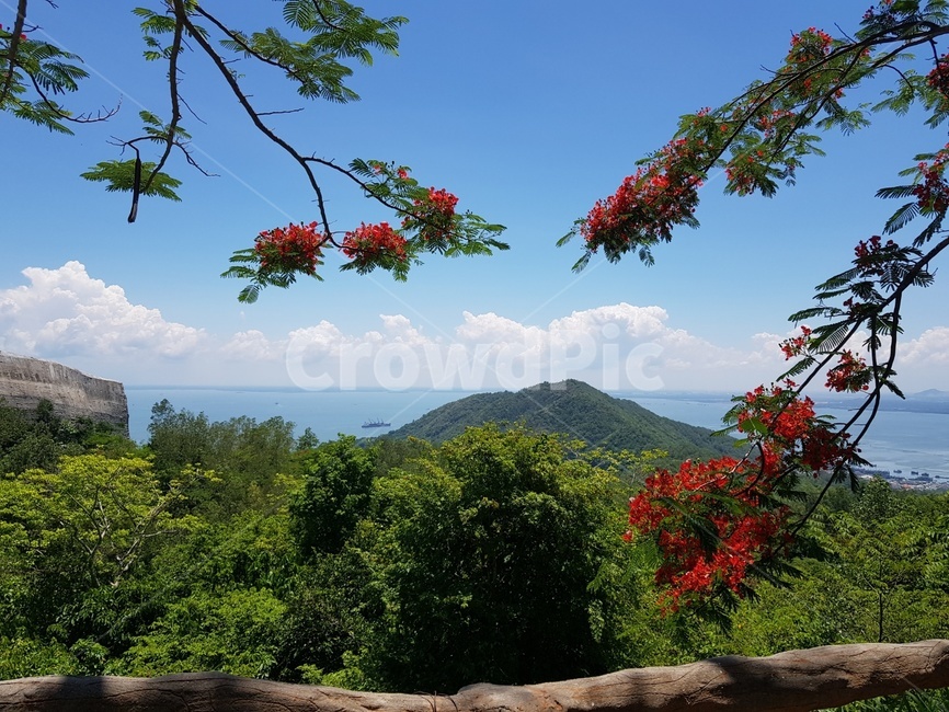 꽃,나무,힐링,산,풍경,옥외,nature,자연,plant,식물,tree,leaf,잎,outdoors