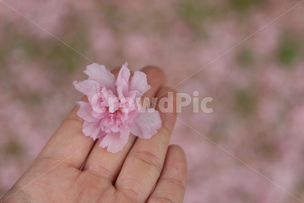 꽃,벚꽃,겹벚꽃,접사,도로,봄,계절,spring,season,꽃,flower,plant,식물