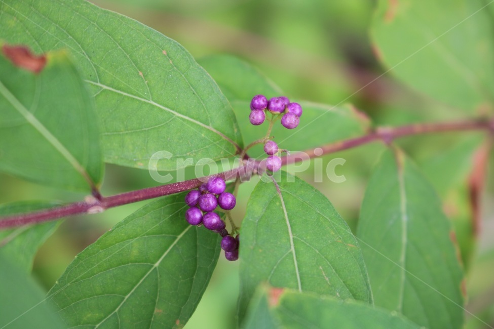 식물,열매,보라,초록,자연,plants,shokubutsu,fruit,zitsu,purple,murasaki,green,midori,nature,식물,자연,plants,nature,과일,열매,fruit
