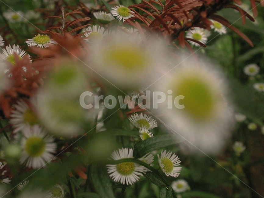 들풀,들꽃,배경,바탕화면,꽃,식물,자연,식물,자연,plants,nature,꽃,flower
