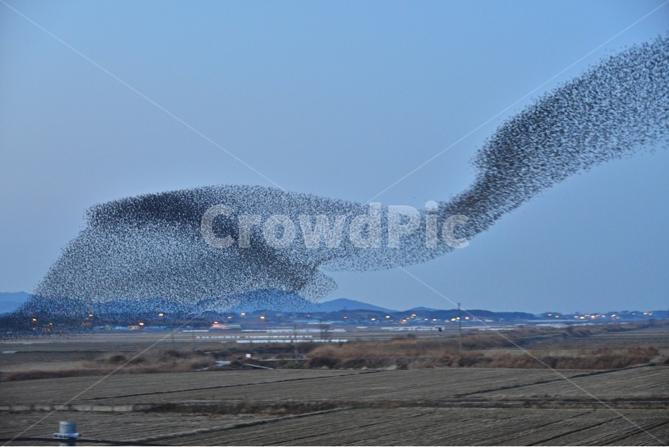 nature,자연,outdoors,옥외,animal,동물,flock,대군,고창,동림지,가창오리,가창오리군무,군무,농경지,농업,농사,경작,자연,풍경,nature,landscape