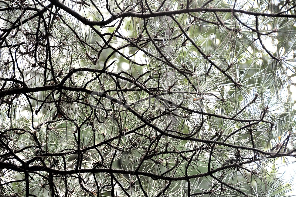 소나무,식물,자연,녹색,나무가지,식물,자연,plants,nature,나무,trees,wood