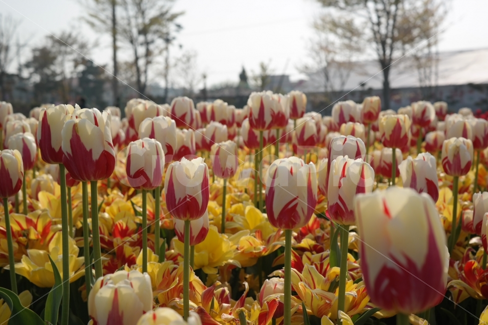 tulip,튤립,꽃,flower,자연,풍경,식물,자연,plants,nature,꽃,flower