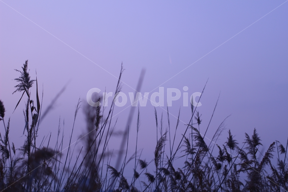 갈대,억새,하늘,필름감성,보라색하늘,식물,자연,plants,nature,색깔,색상,색채,색감,color sense,color sensitivity,feeling of color