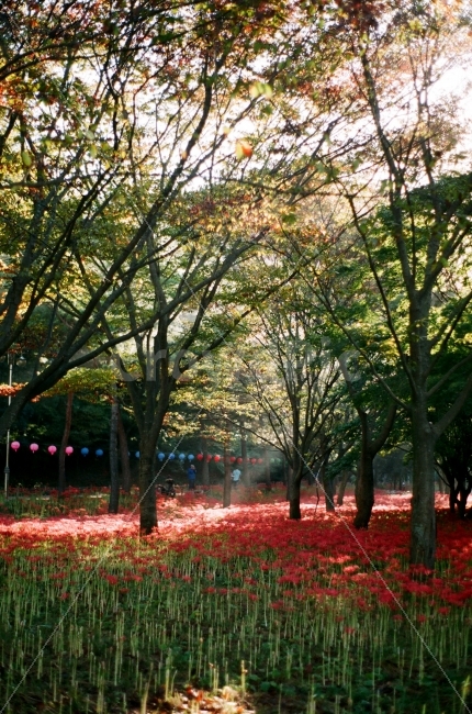 꽃,가을,꽃무릇,불갑사,빛,빛내림,빛갈림,자연,풍경,nature,landscape,한국자연풍경,한국자연경관,korea nature landscape,감성,sensible,feeling,휴식,힐링,rest,relaxation,healing,tree,나무,plant,식물