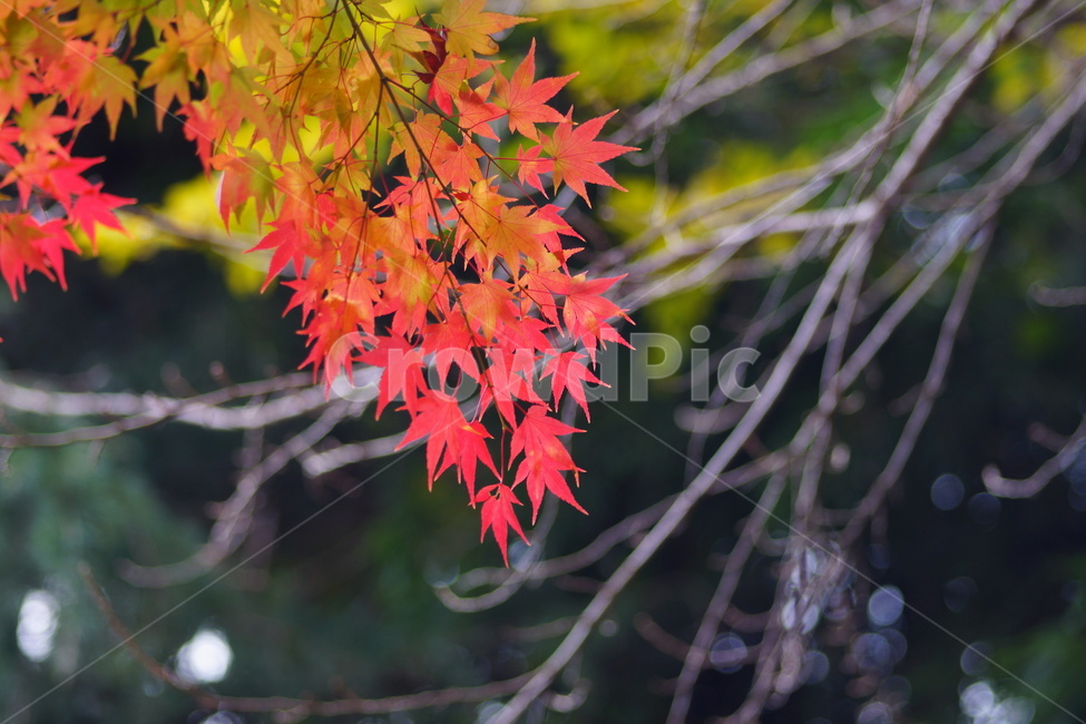 낙엽,단풍,maple,식물,나뭇잎,나무,가을,계절,fall,autumn,season,식물,자연,plants,nature,leaf,잎,plant,tree