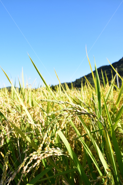 담양,가을,벼,황금빛,하늘,sky,가을,계절,fall,autumn,season,농업,농사,agriculture,farming,farming industry,field,들,vegetation,초목,plant,식물