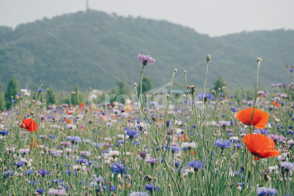 봄꽃,양귀비,울산,울산태화강,봄꽃축제,꽃,수레국화,자연,자연,풍경,nature,landscape,한국자연풍경,한국자연경관,korea nature landscape,식물,plants,꽃,flower,field,들,plant,grassland,목초지,outdoors,옥외