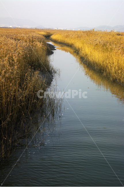 풍경,갈대밭,갈대,식물,plant,강,자연,풍경,nature,landscape,ditch,도랑,grass,잔디