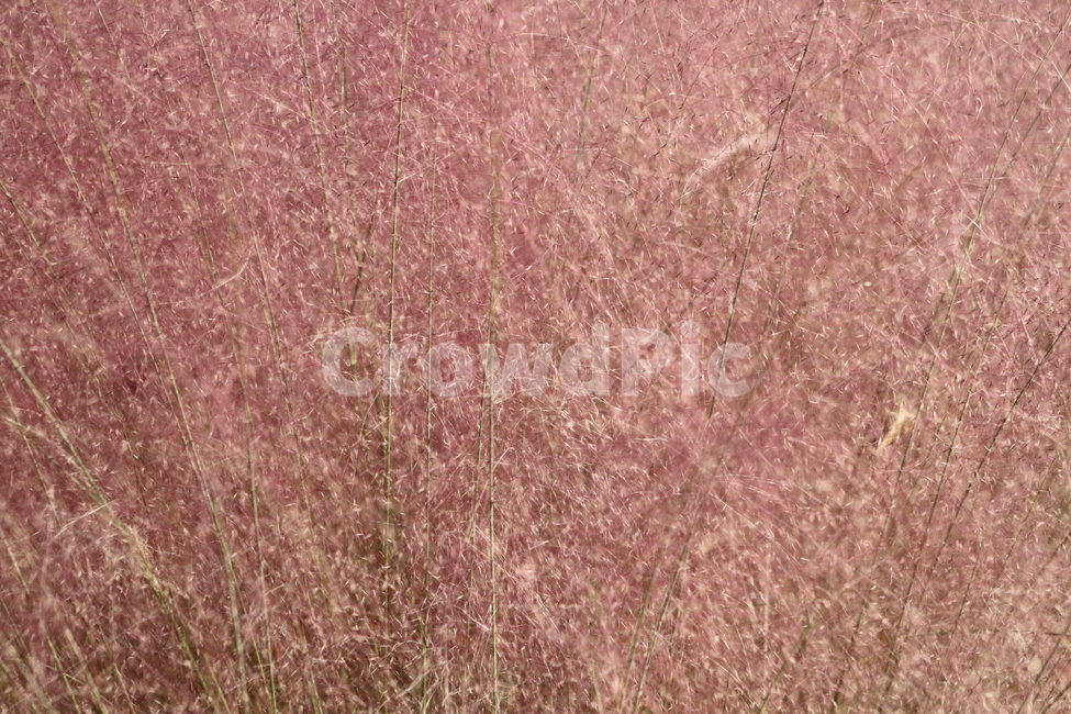 핑크뮬리,식물,가을,핑크,pinkmuhly,가을,계절,fall,autumn,season,식물,자연,plants,nature