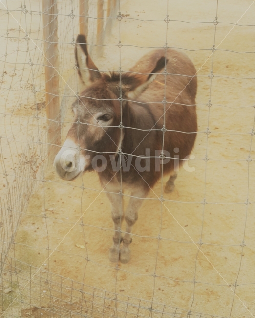 당나귀,귀여운,동물,동물원,작은동물,작은,동키,cute,animal,zoo,smallanimal,small,동물,animal,포유류,mammal