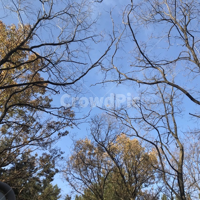 하늘,겨울하늘,산,나뭇가지,나무