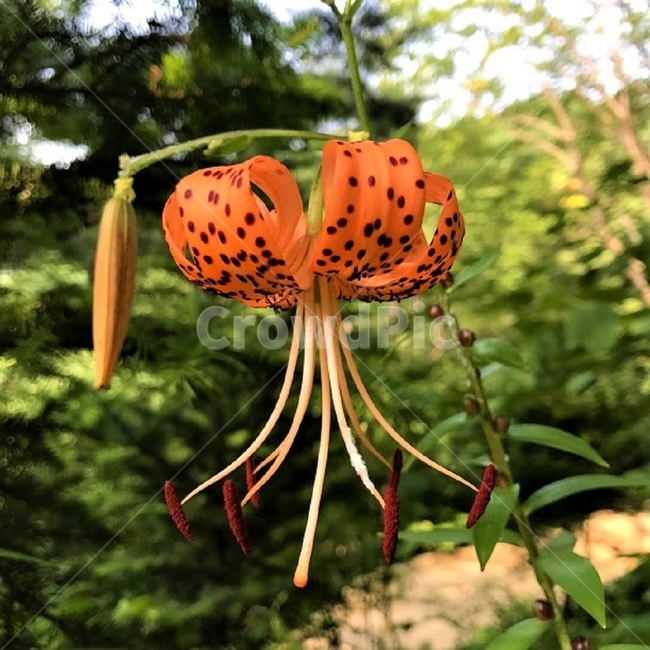 꽃,봄,자연,참나리,주황색,식물,자연,plants,nature,꽃,flower