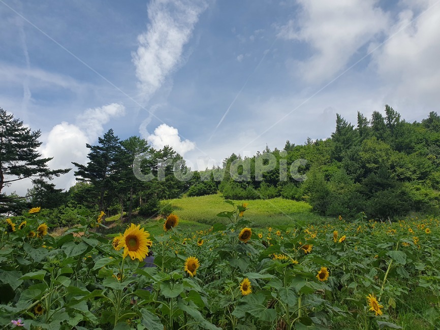 nature,식물,해바라기,꽃,sunflower,natural,자연,자연,풍경,nature,landscape,plant